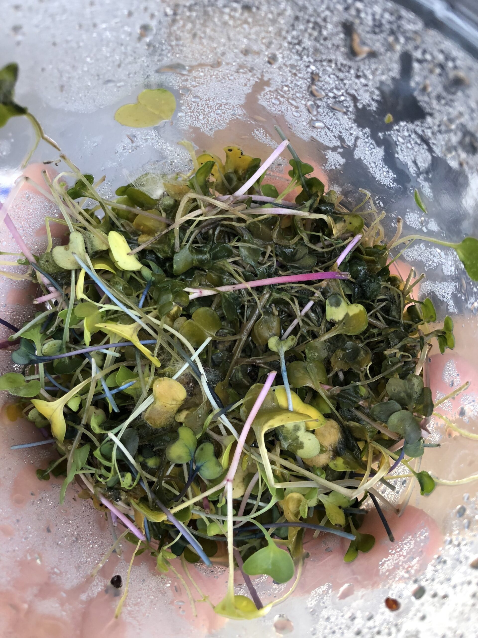 DISASTER! This is what happens when you refrigerate wet microgreens. YUCK!