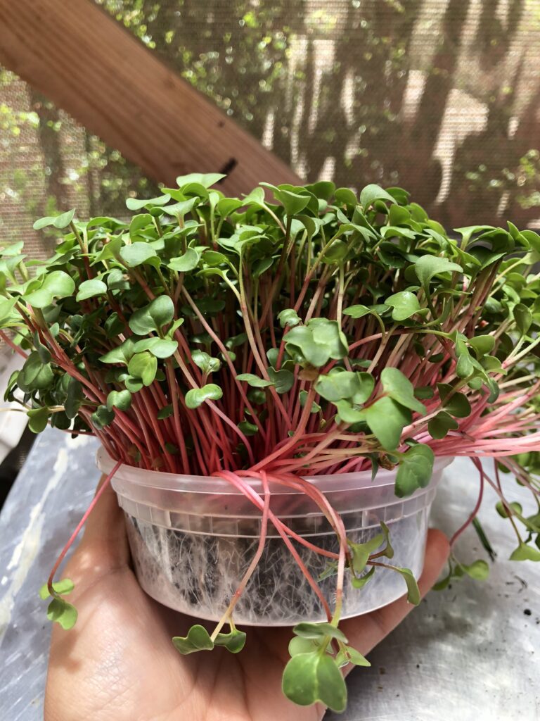 All Your Questions Answered About Radish Microgreens