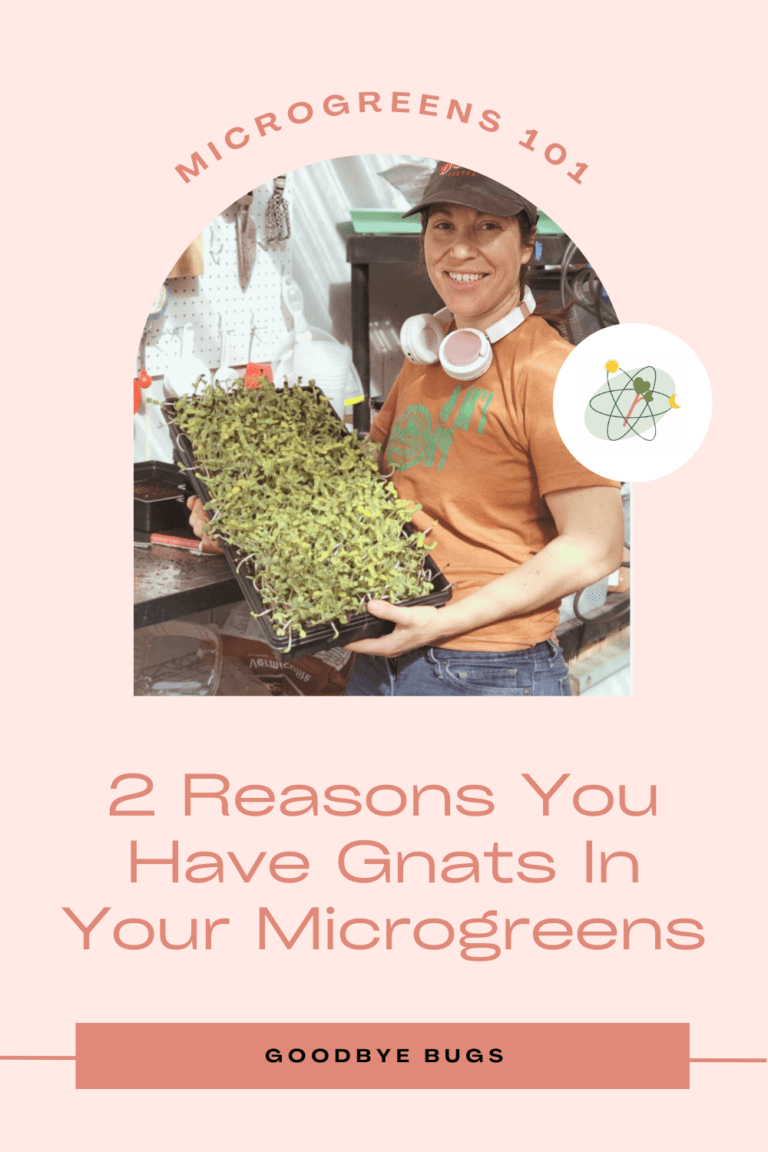 Microgreens Care: 2 Reasons You Have Gnats In Your Microgreens