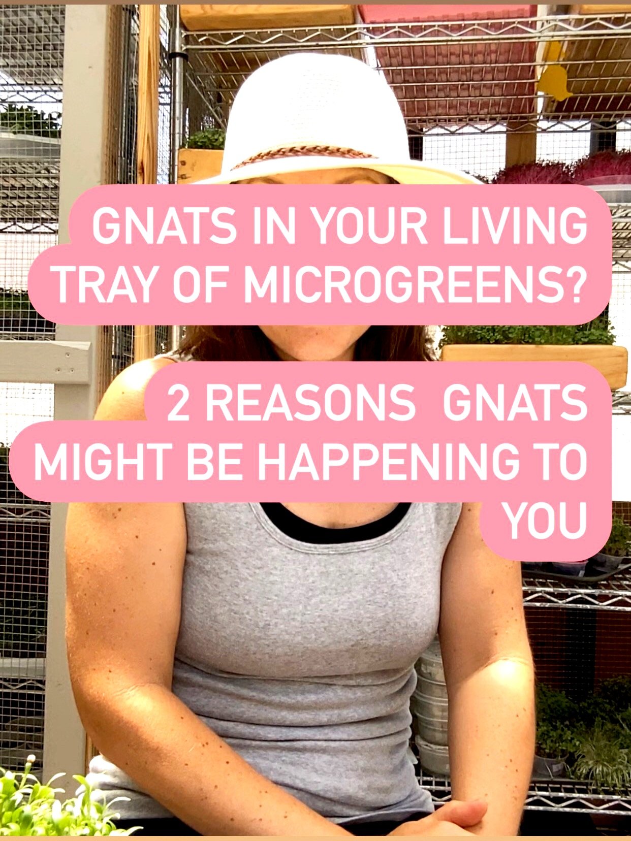 Got gnats in your living microgreens?