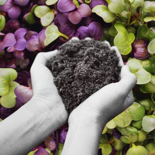 peat moss coco coir microgreens