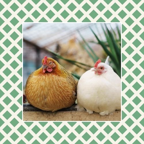 everything you need to know about walk in chicken coops