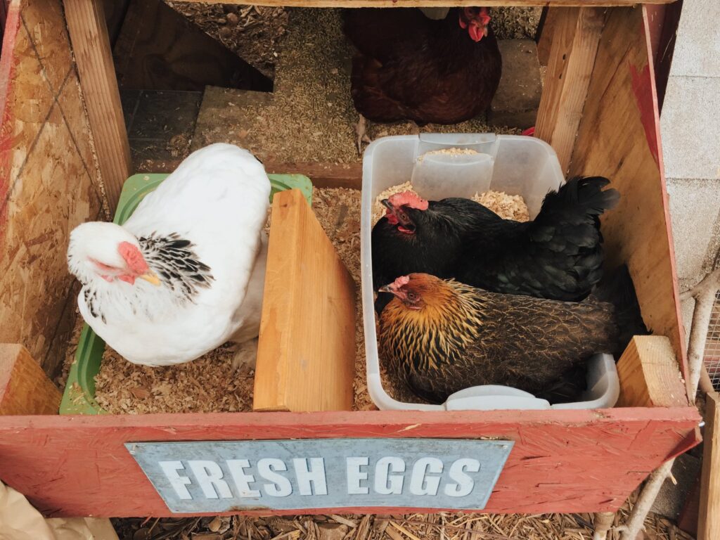 walk in chicken coop