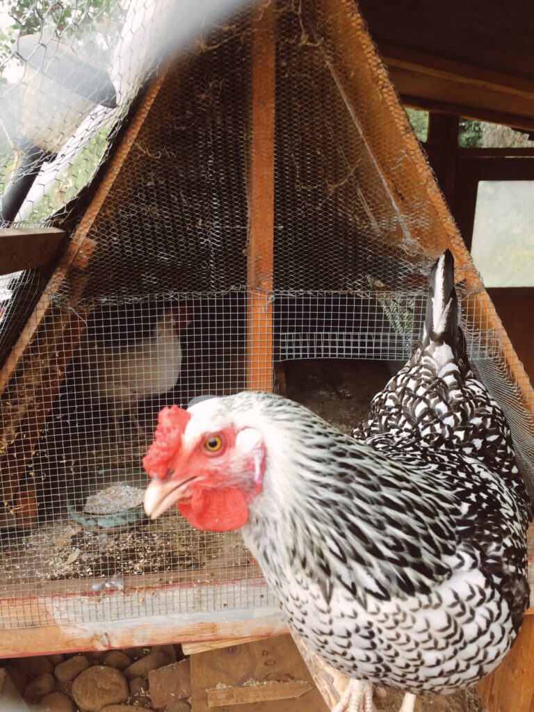 my chicken walking around my walk-in chicken coop