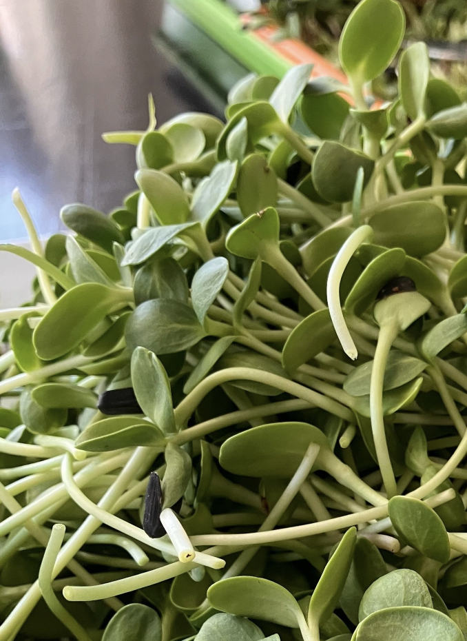 pile of sunflower shoots