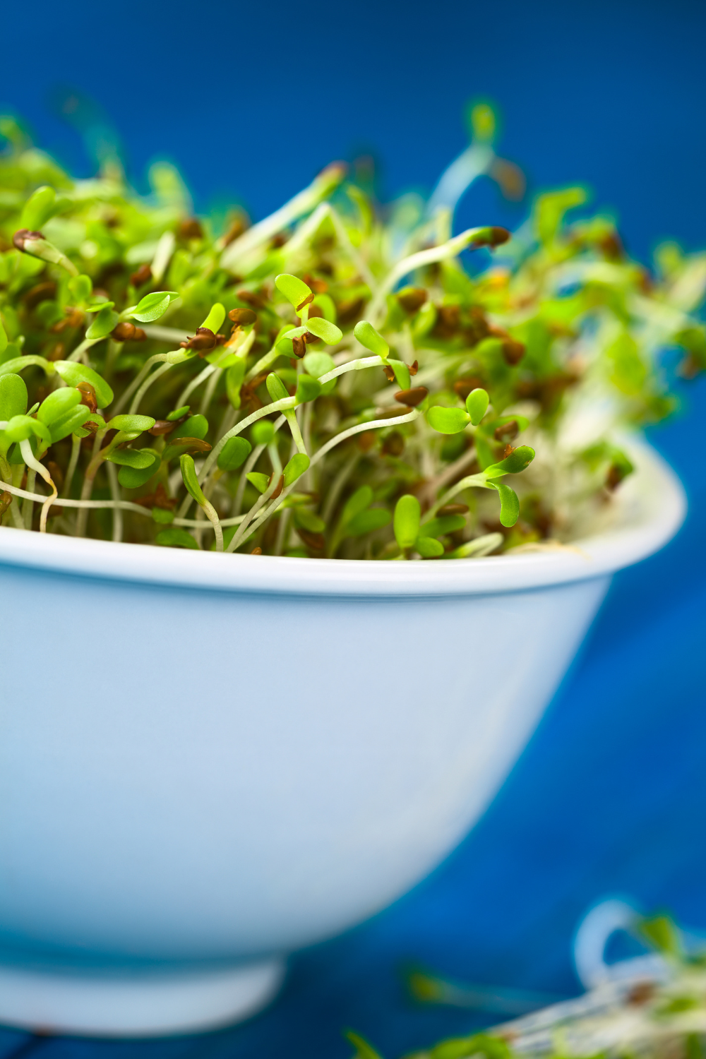 Alfalfa Sprouts 