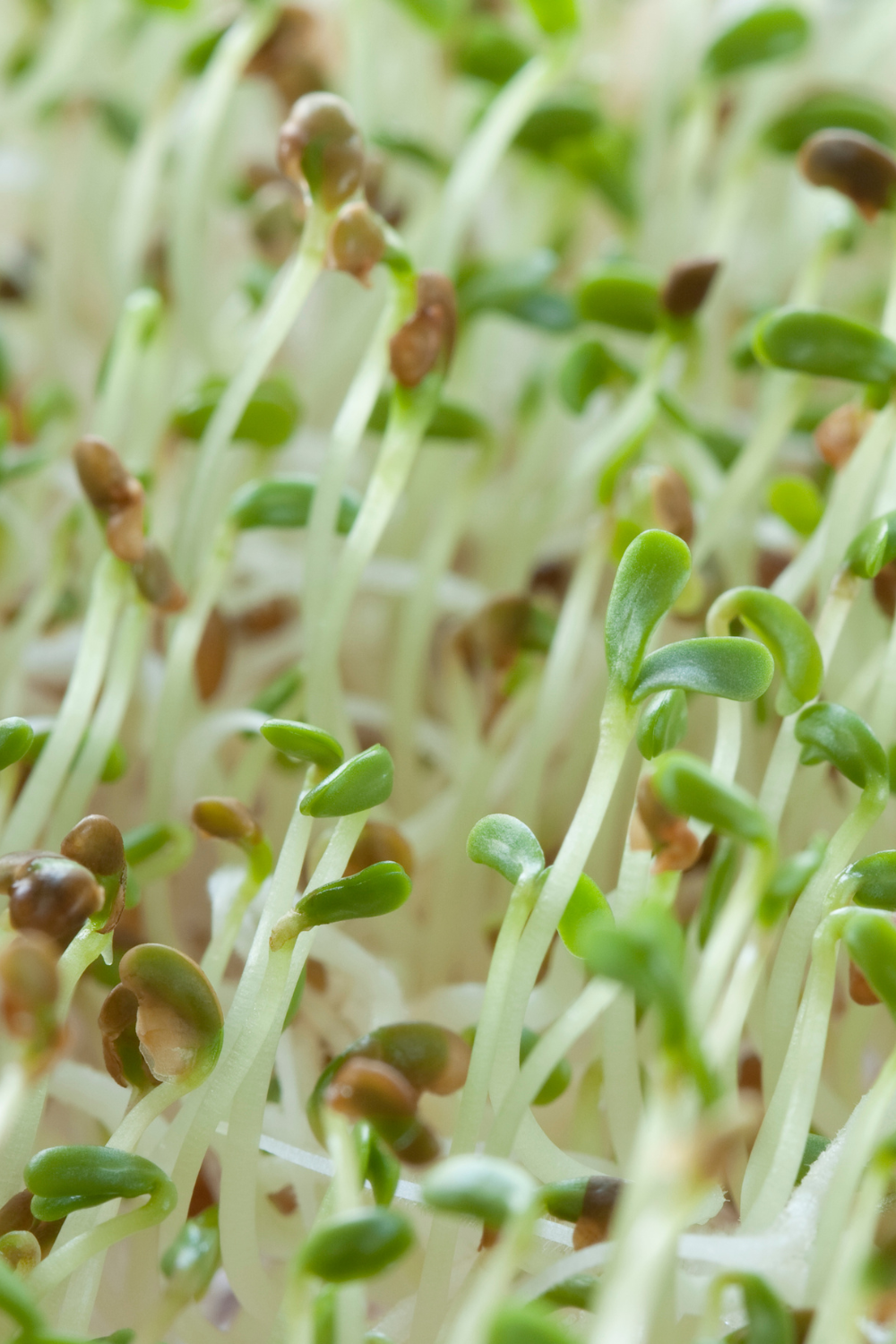 Alfalfa Sprouts