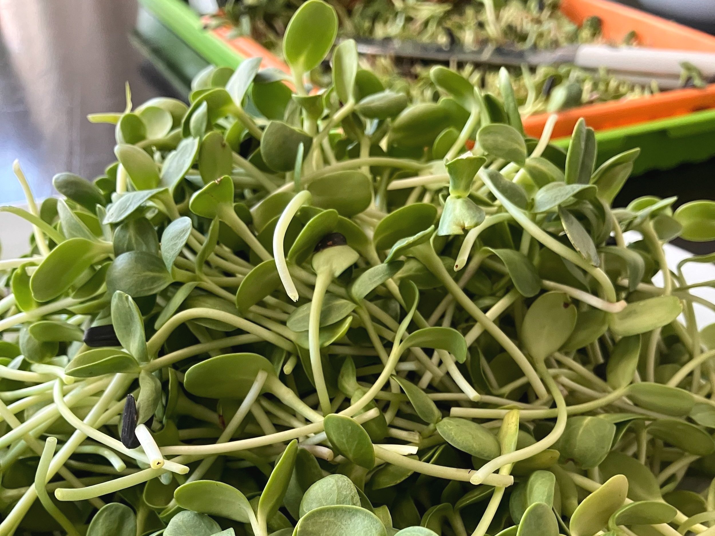 Pile of Sunflower Shoots