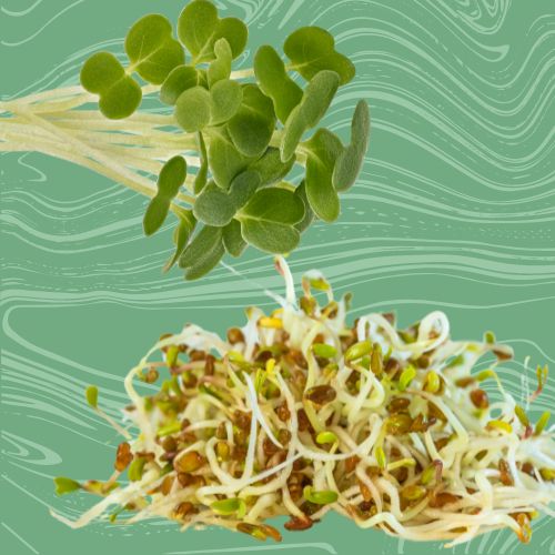 are microgreens sprouts