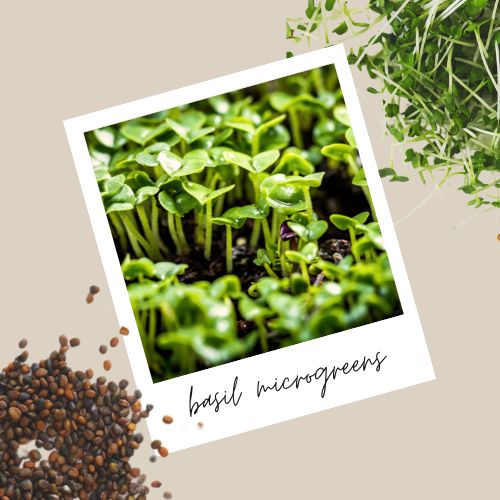 learn all about basil microgreens