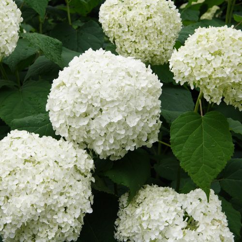 all about hydrangea care