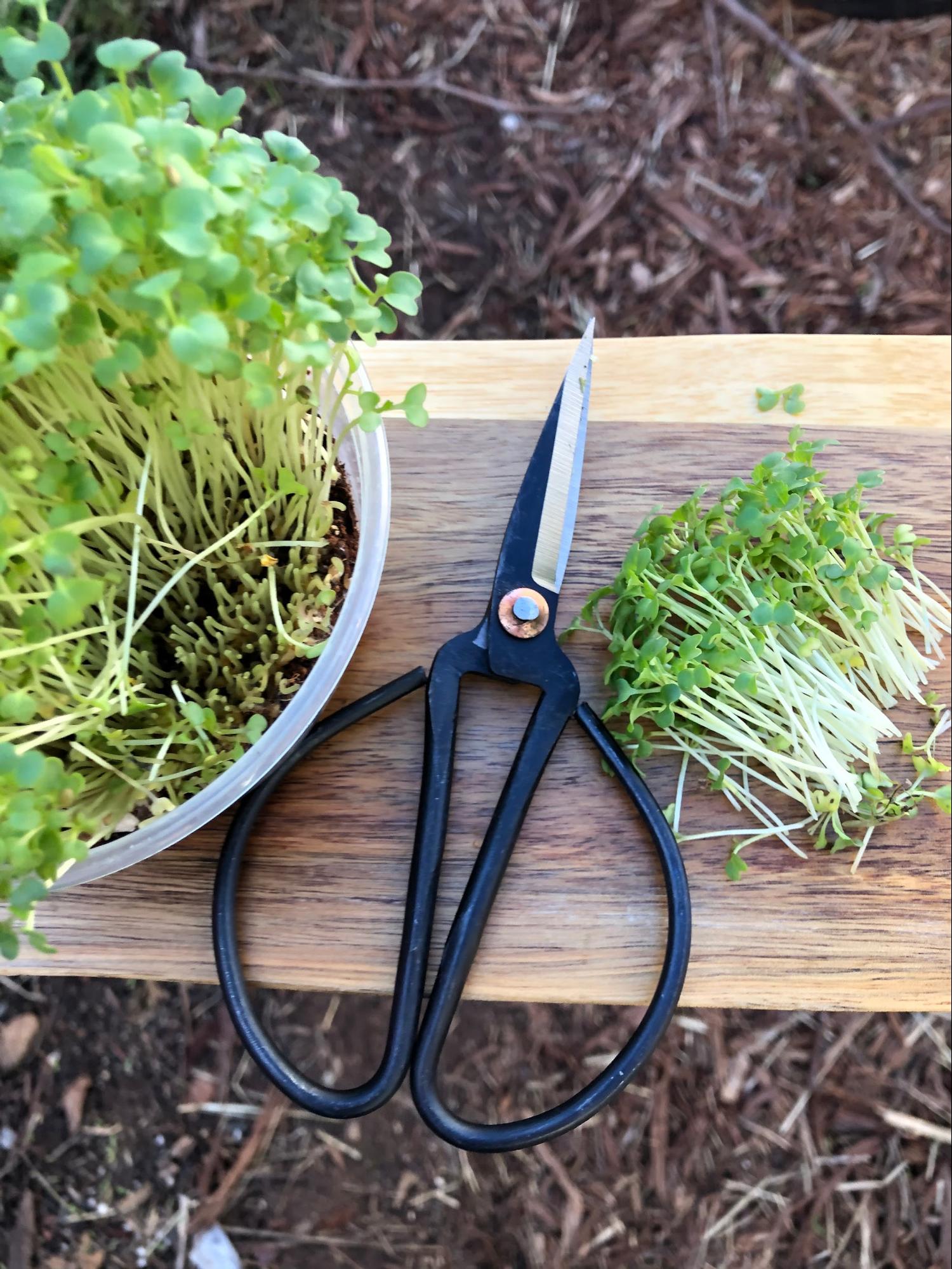 Freshly cut arugula microgreens