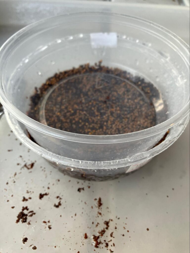 A small container with an inch of soil, seeds, and another small clear container on top. Microgreens freshly sown and covered.