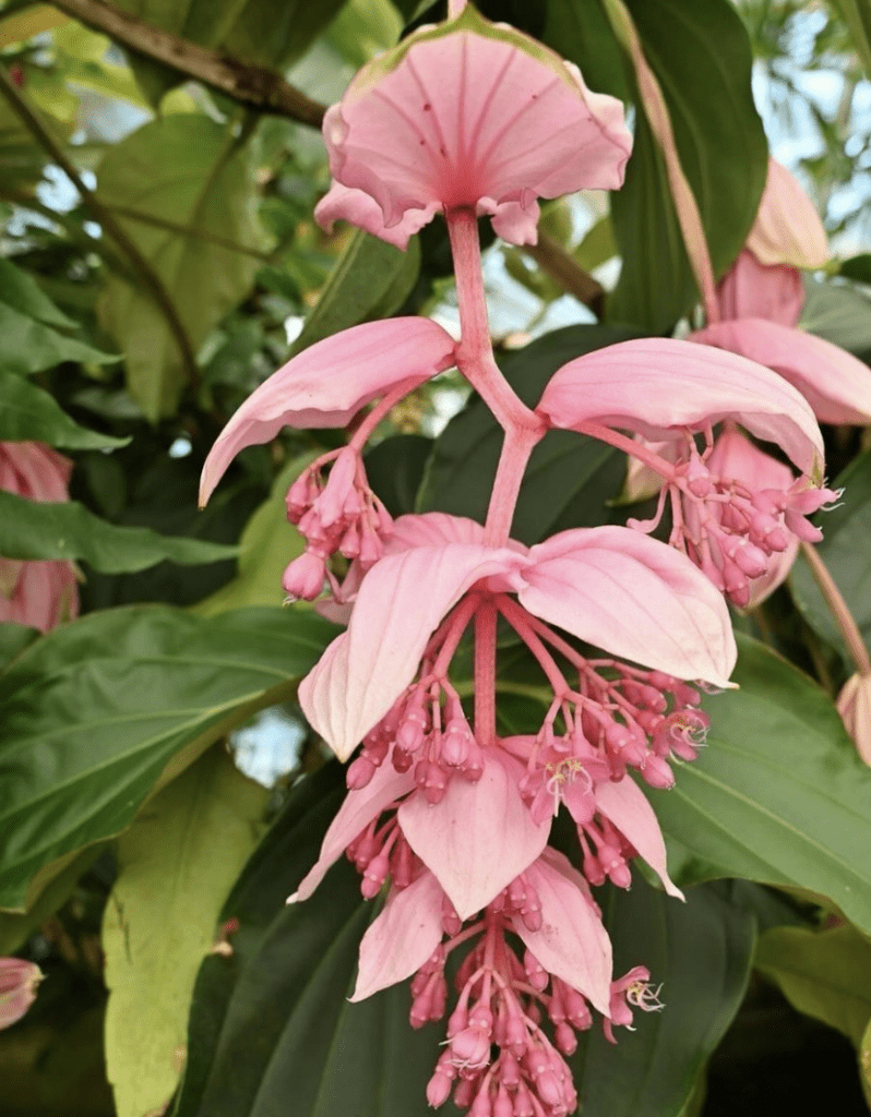 Pink Flower at Japanese Tea Garden in Golden Gate Park