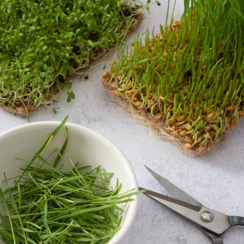 learn about why there are gnats in your microgreens