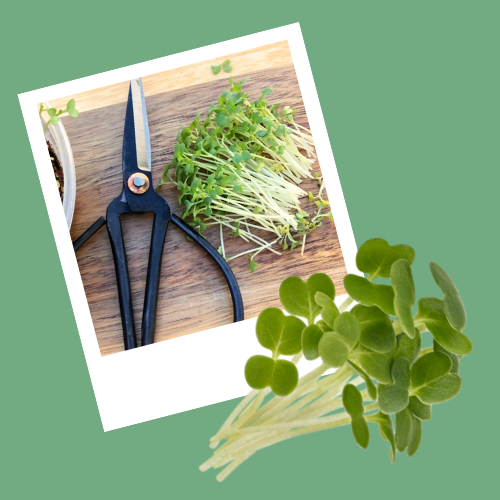 how to grow arugula microgreens at home the easy way