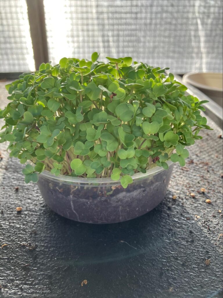 Arugula Microgreens ready to start harvesting after 7 days. Grown in August. Expect longer growing period in cooler weather.