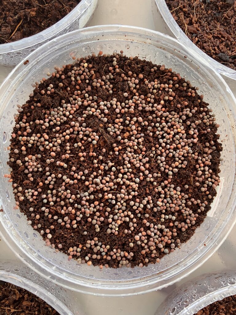 Round tray of soil with a teaspoon of broccoli seeds spread evenly