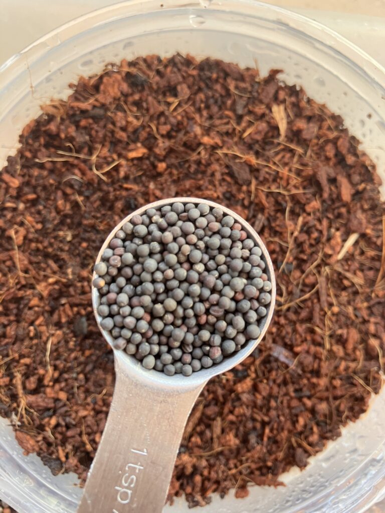 Level teaspoon full of kale seeds. In the background a level 4inc diameter round deli container filled with leveled coco coir