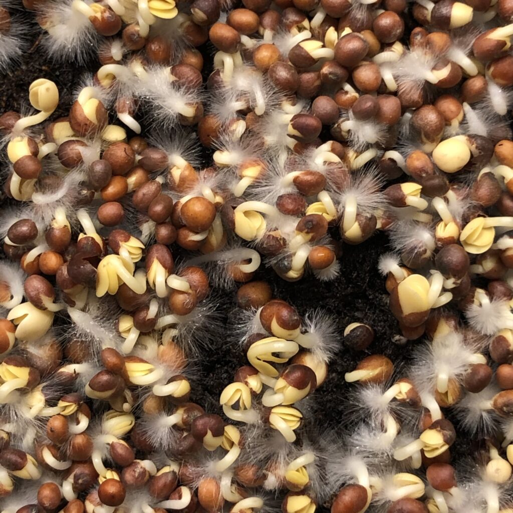 Broccoli Microgreens seeds just germitated with root hairs showing