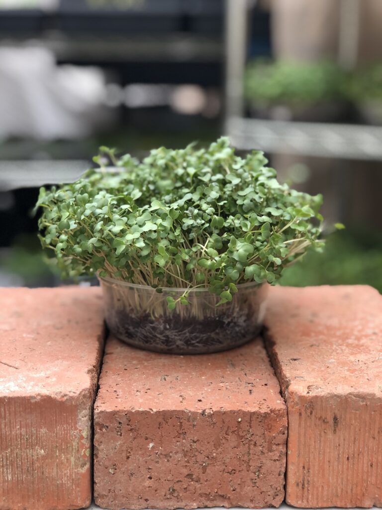 Broccoli Microgreens growing.