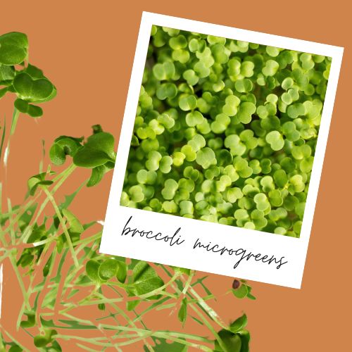 learn all about broccoli microgreens from a microgreens farmer