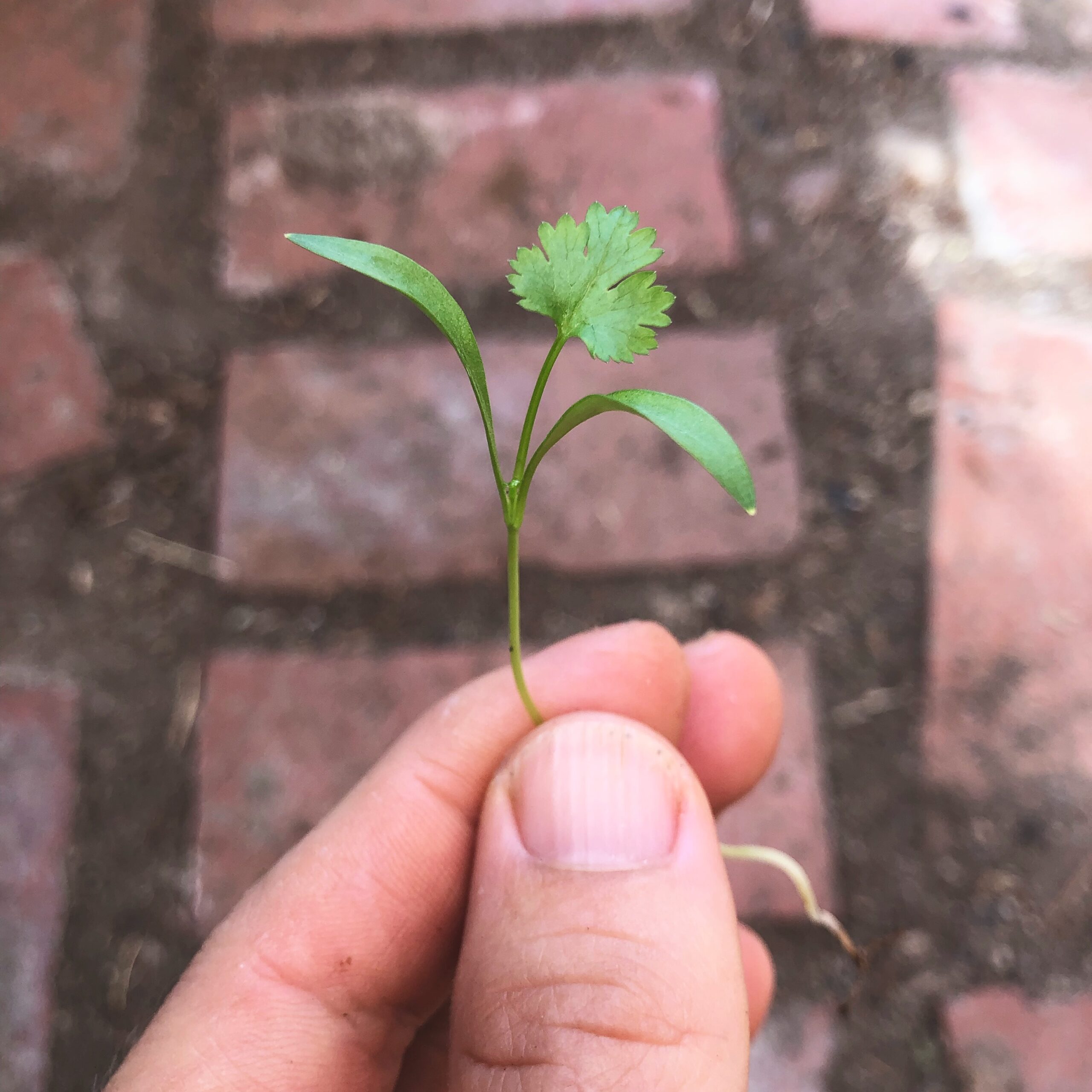 One micro cilantro demonstrating the true leaf stage of growing microgreens