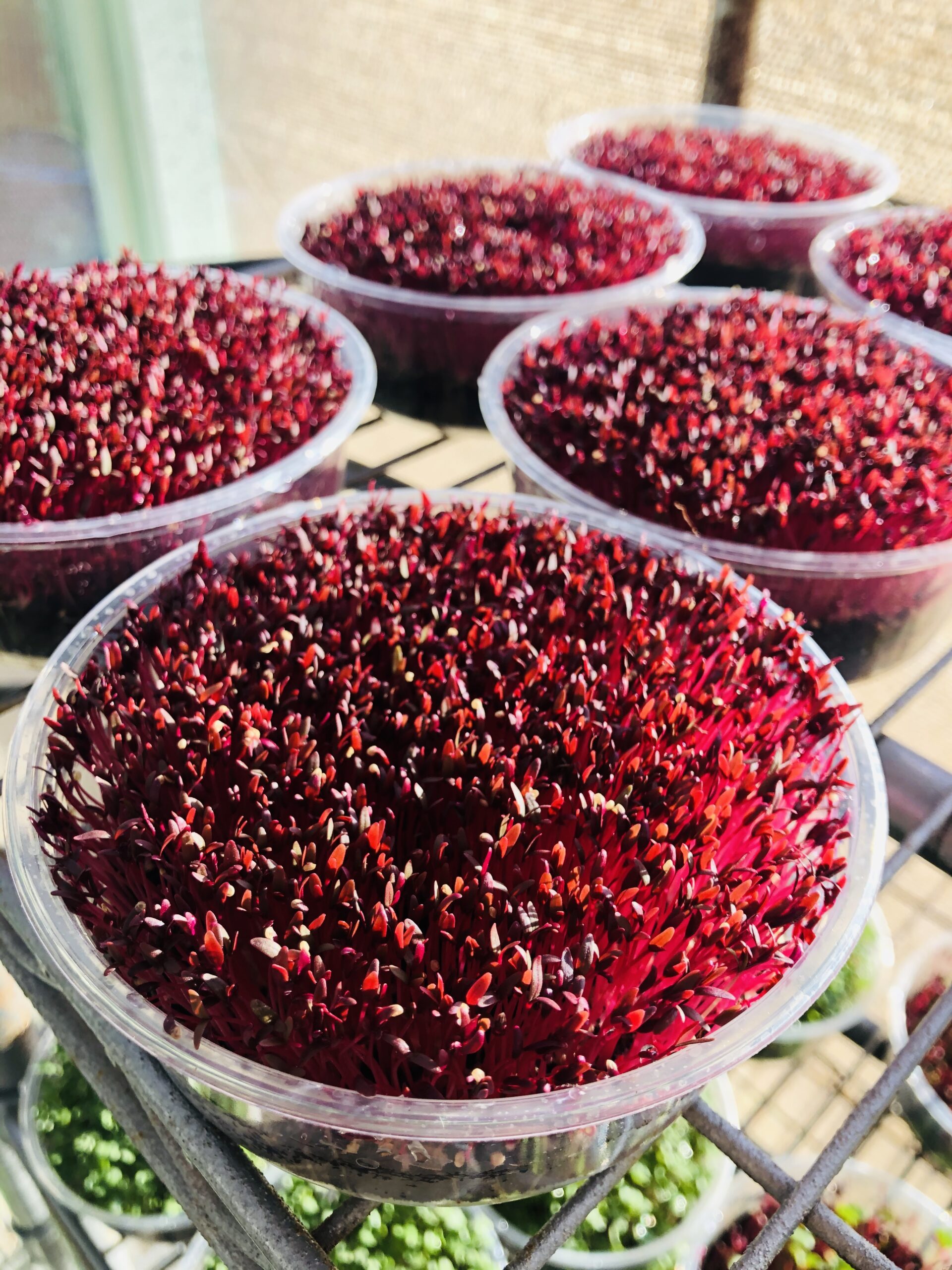 Image of 6 Red Garnet Amaranth Microgreens