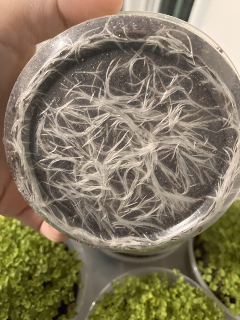 Healthy root system after 3 days growing kale microgreens