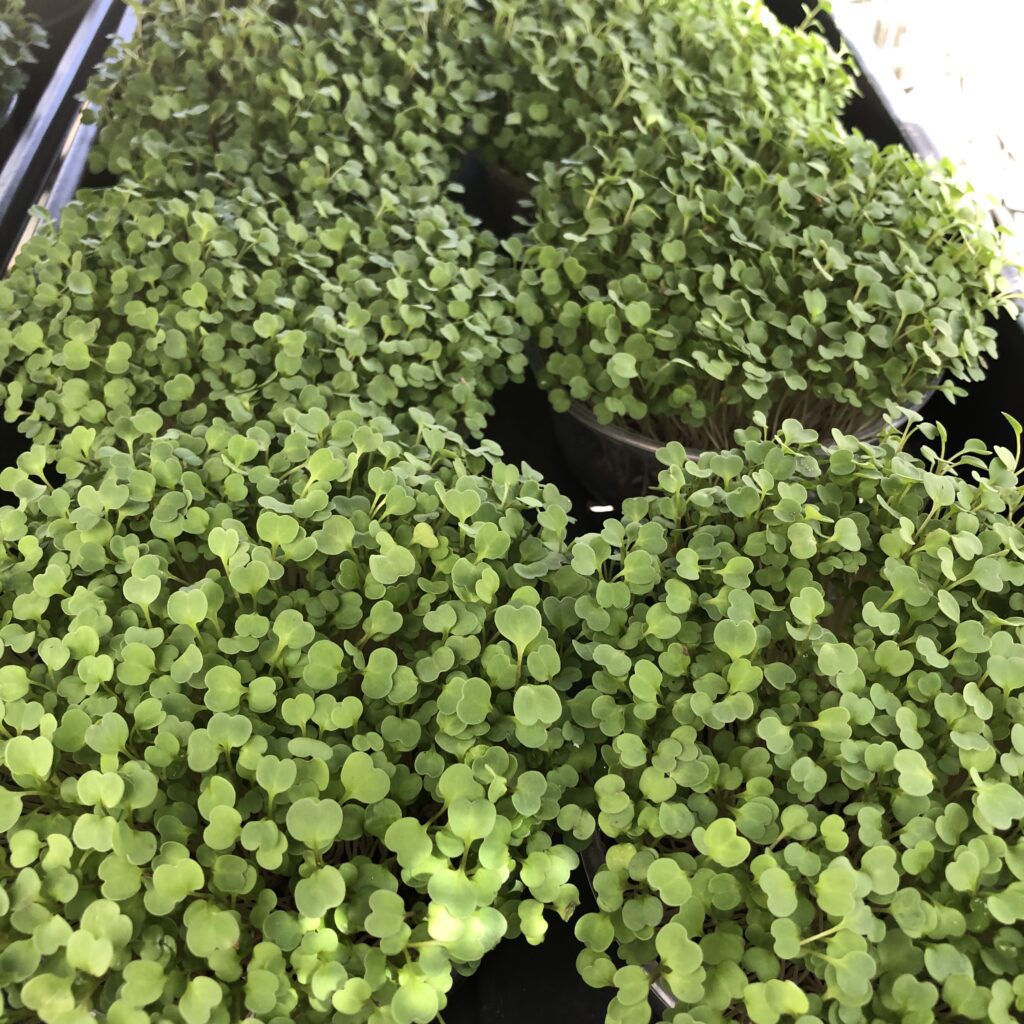 Tray full of kale microgreens