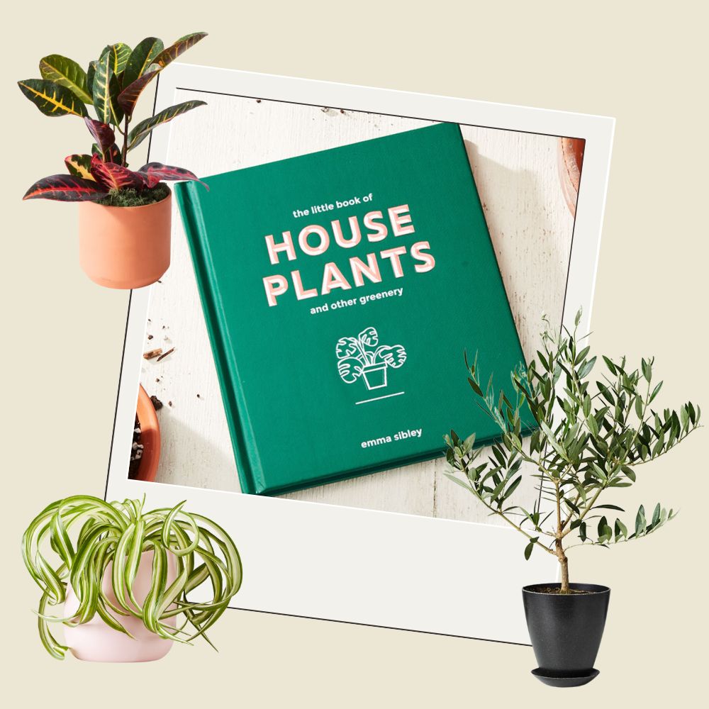 plant over gift guide - mail order plants - plants by mail