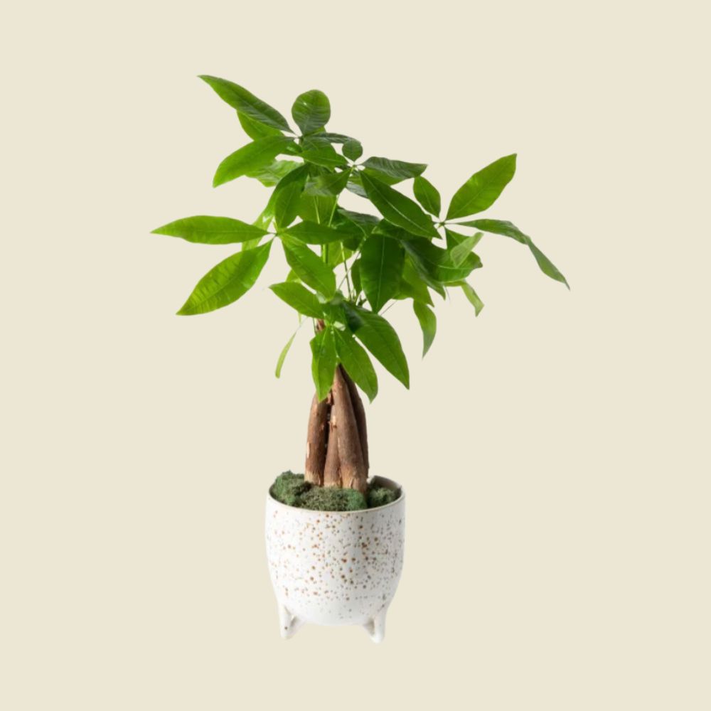 gifts for plant people