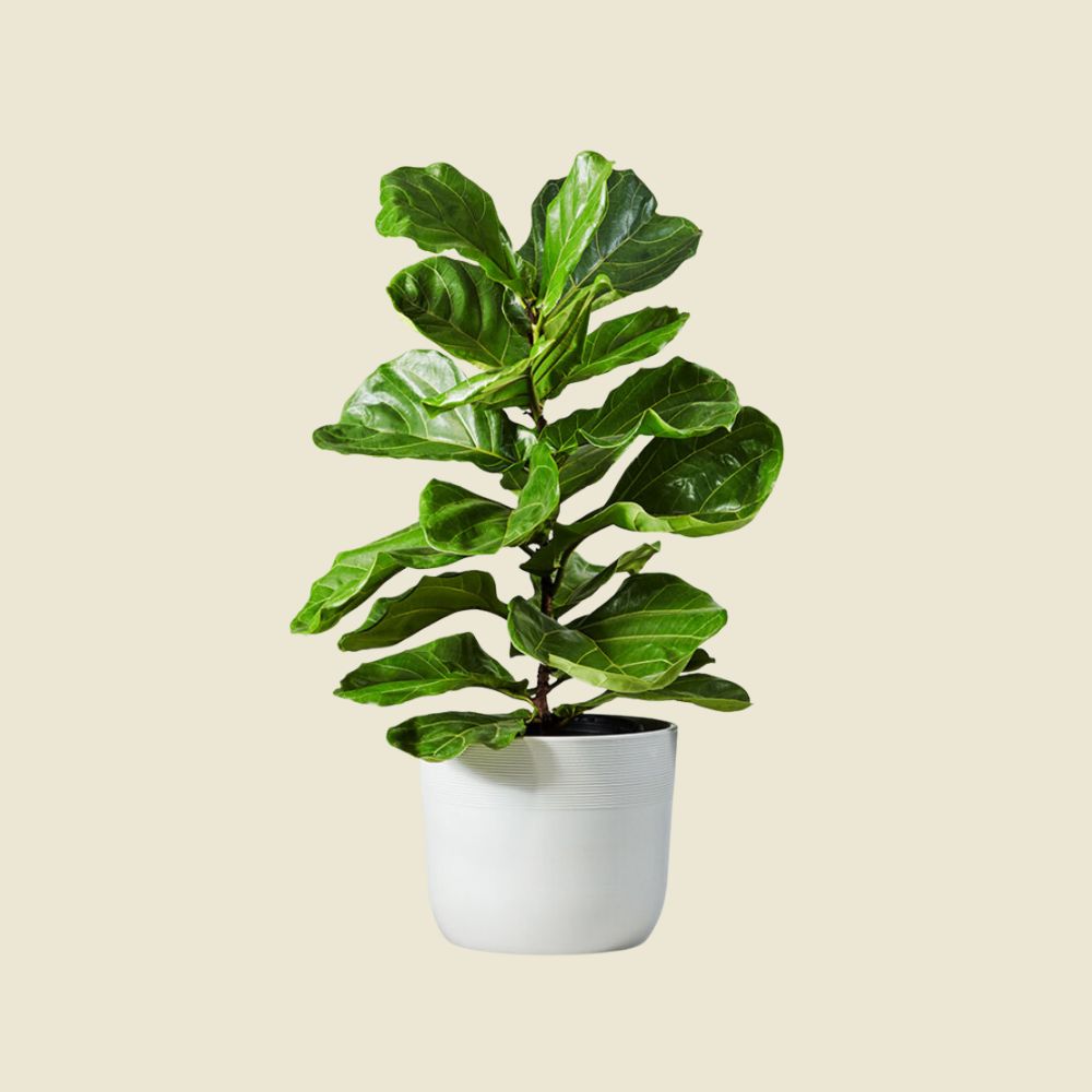 gifts for plant people