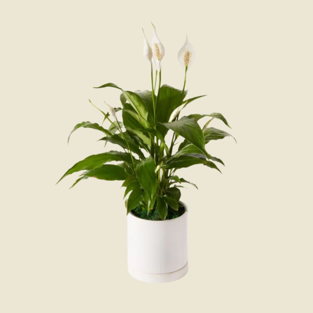 gifts for plant people