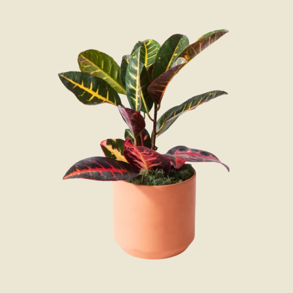 gifts for plant people