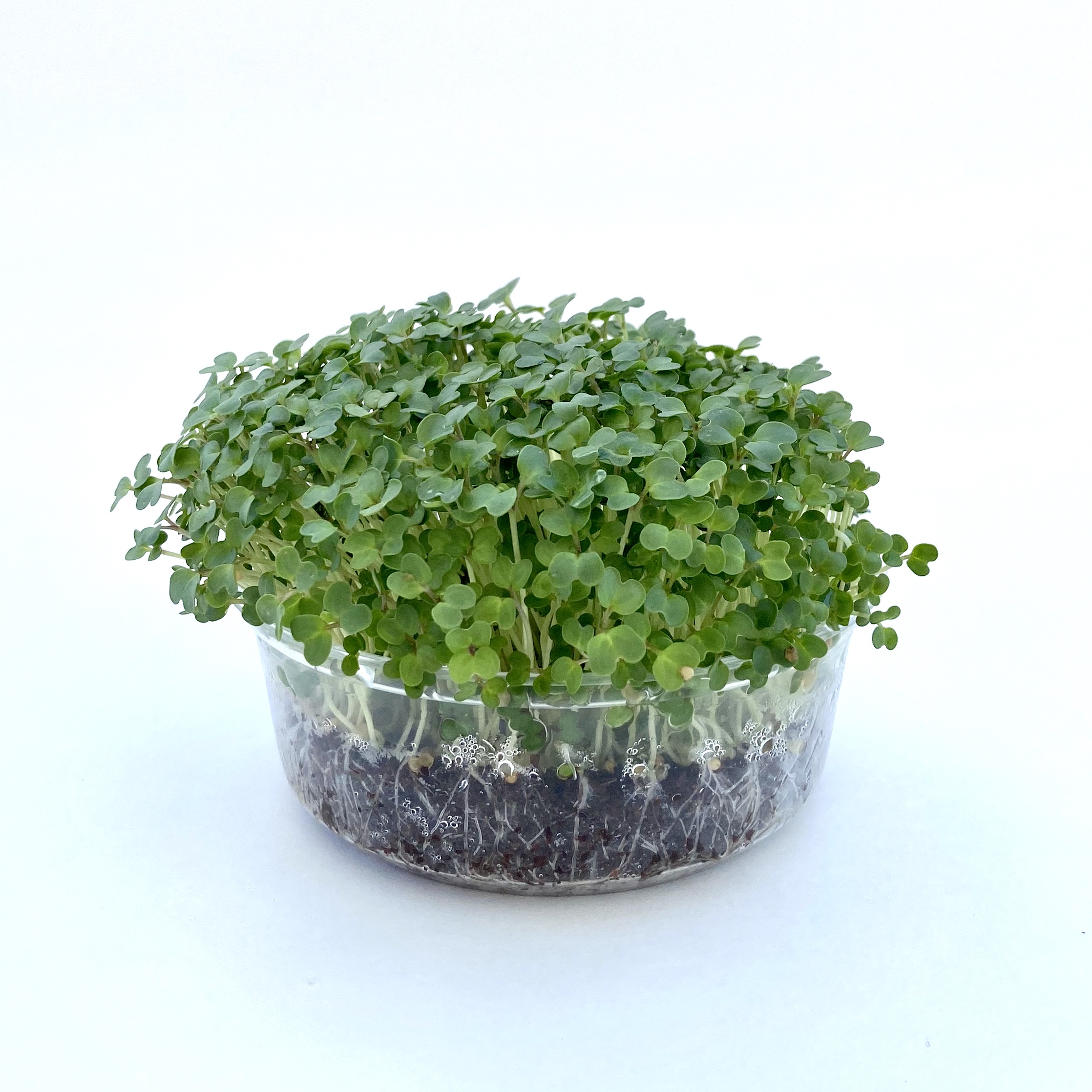 Living kale microgreens grown in an 8oz round deli container