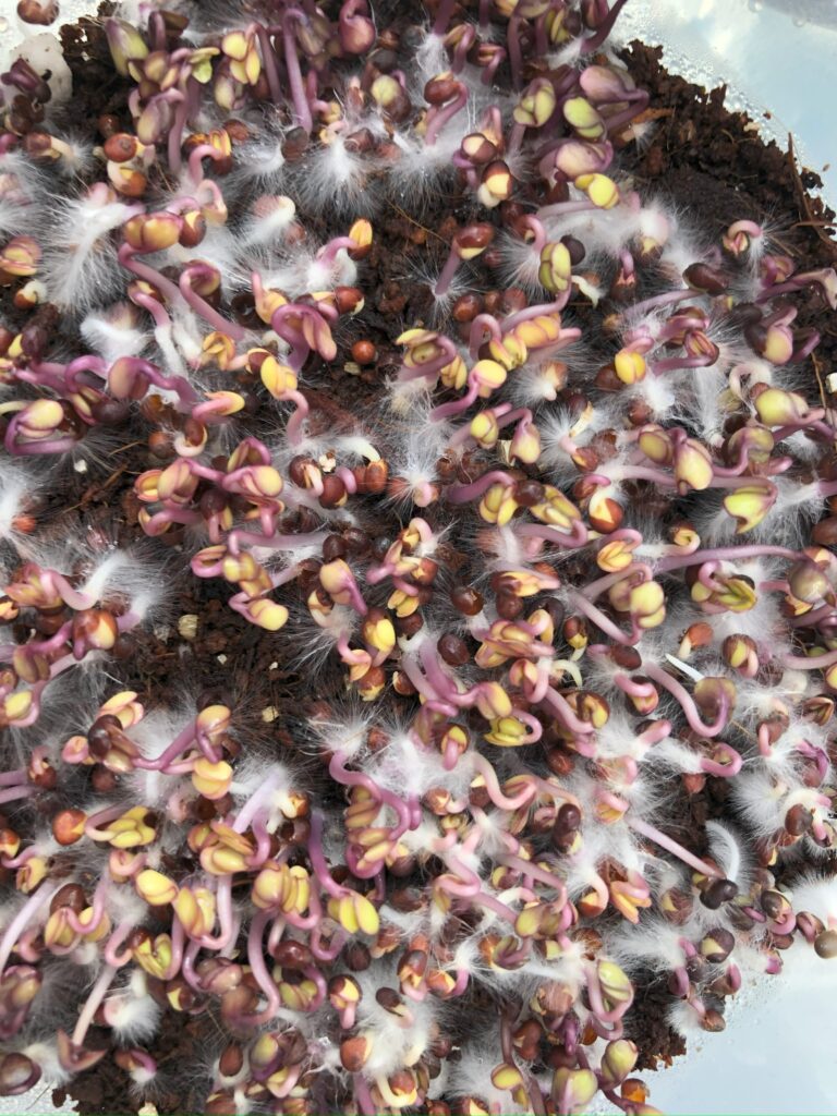 Healthy root hairs on red cabbage microgreens