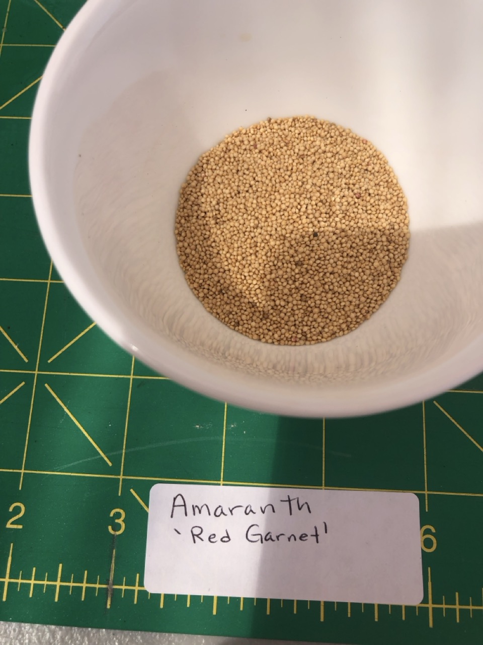 Cup of red garnet amaranth microgreens seeds