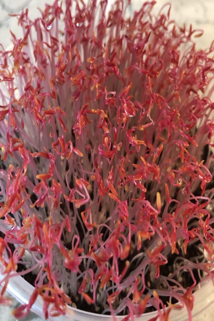 Closeup of red garnet amaranth that are not quite ready for harvest.