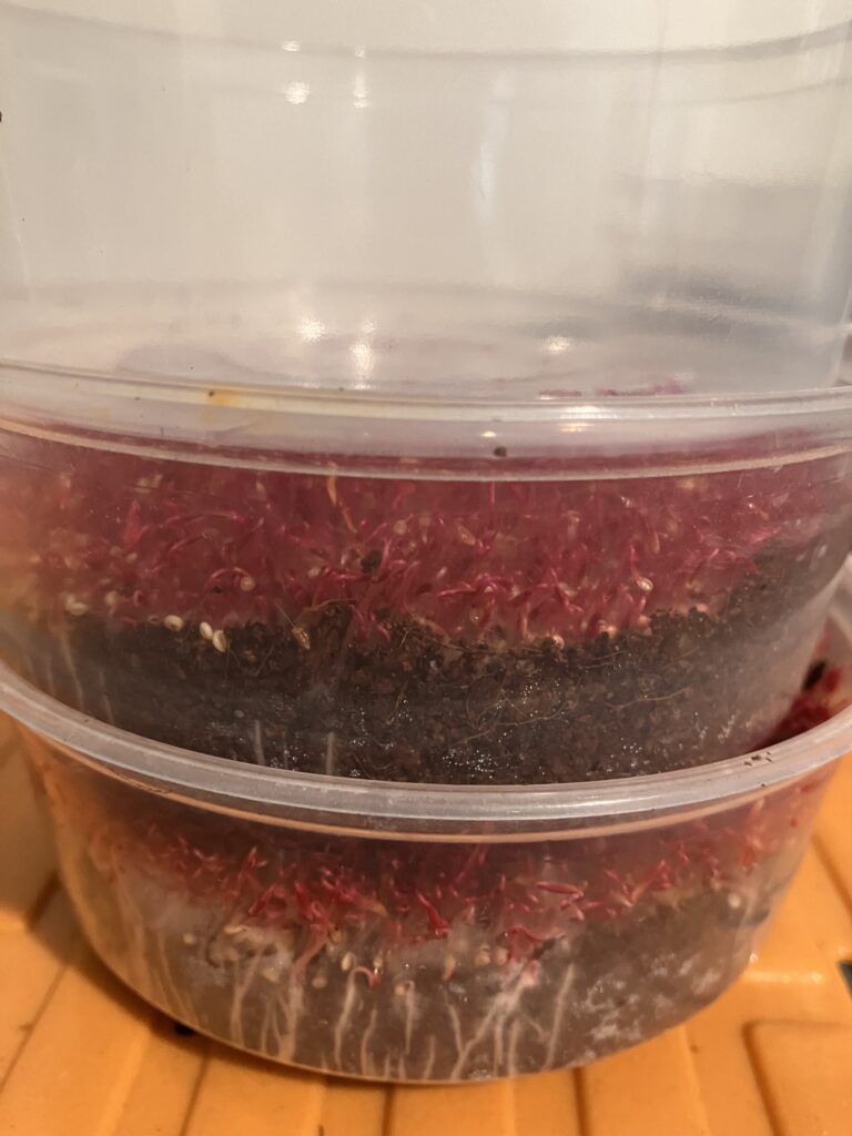 Two trays of micro amaranth one on top of the other