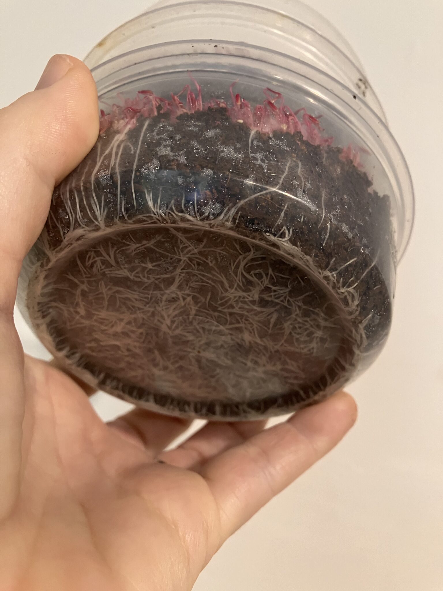 How to Grow Amaranth Microgreens at Home (Step-By-Step Guide) - Quantum ...