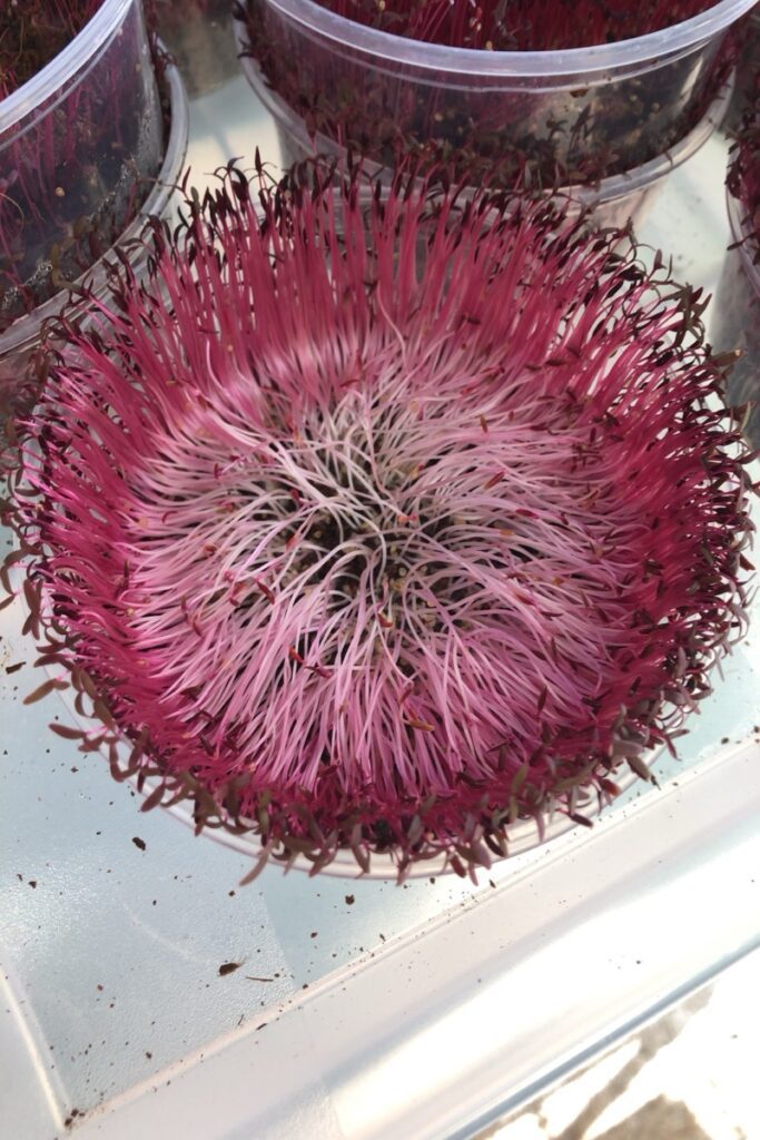 Image of red garnet amaranth seeds in which the middle microgreens are still whiteish while the outter microgreens are deep red.