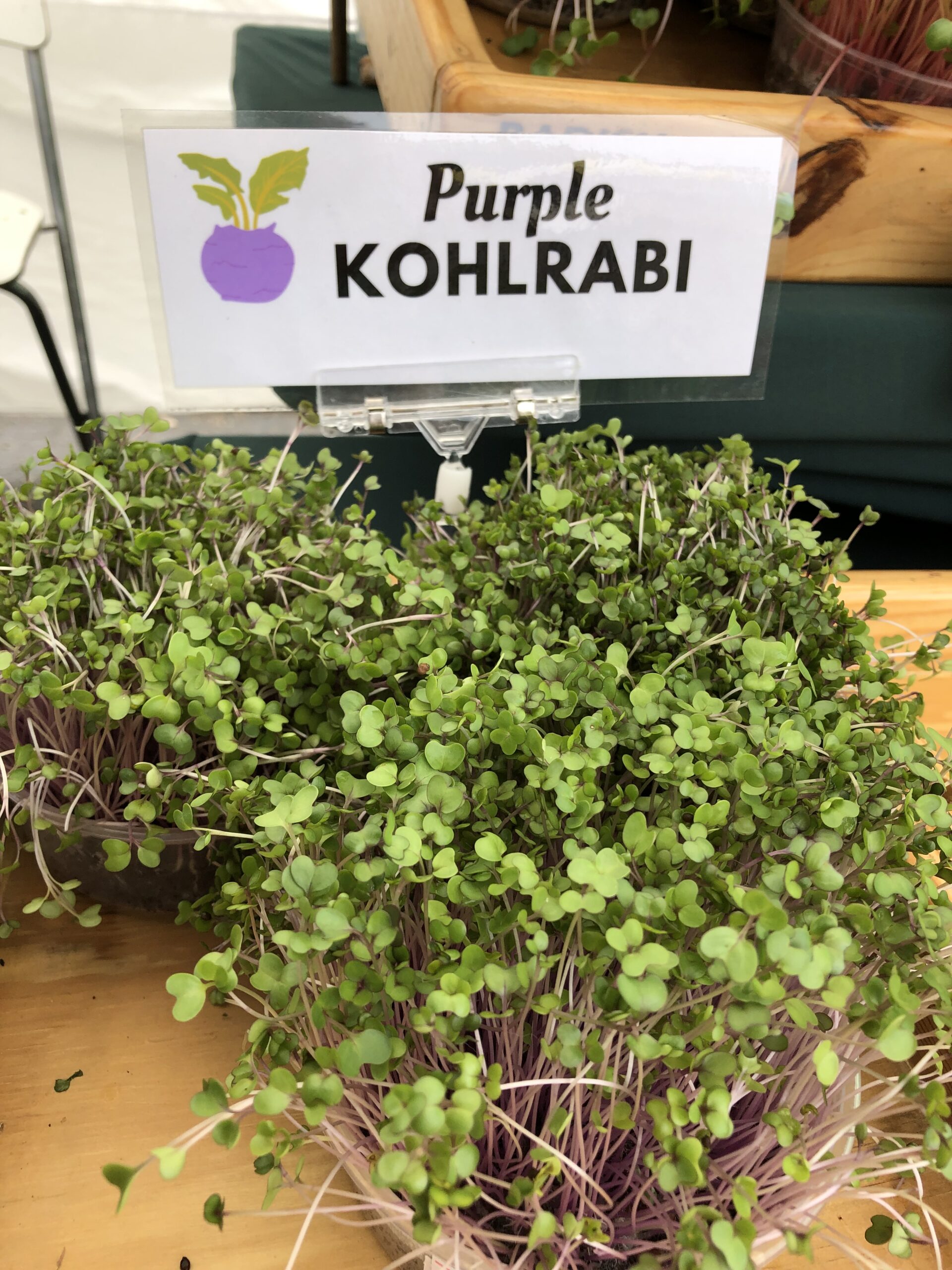 round tray of purple vienna kohlrabi microgreens