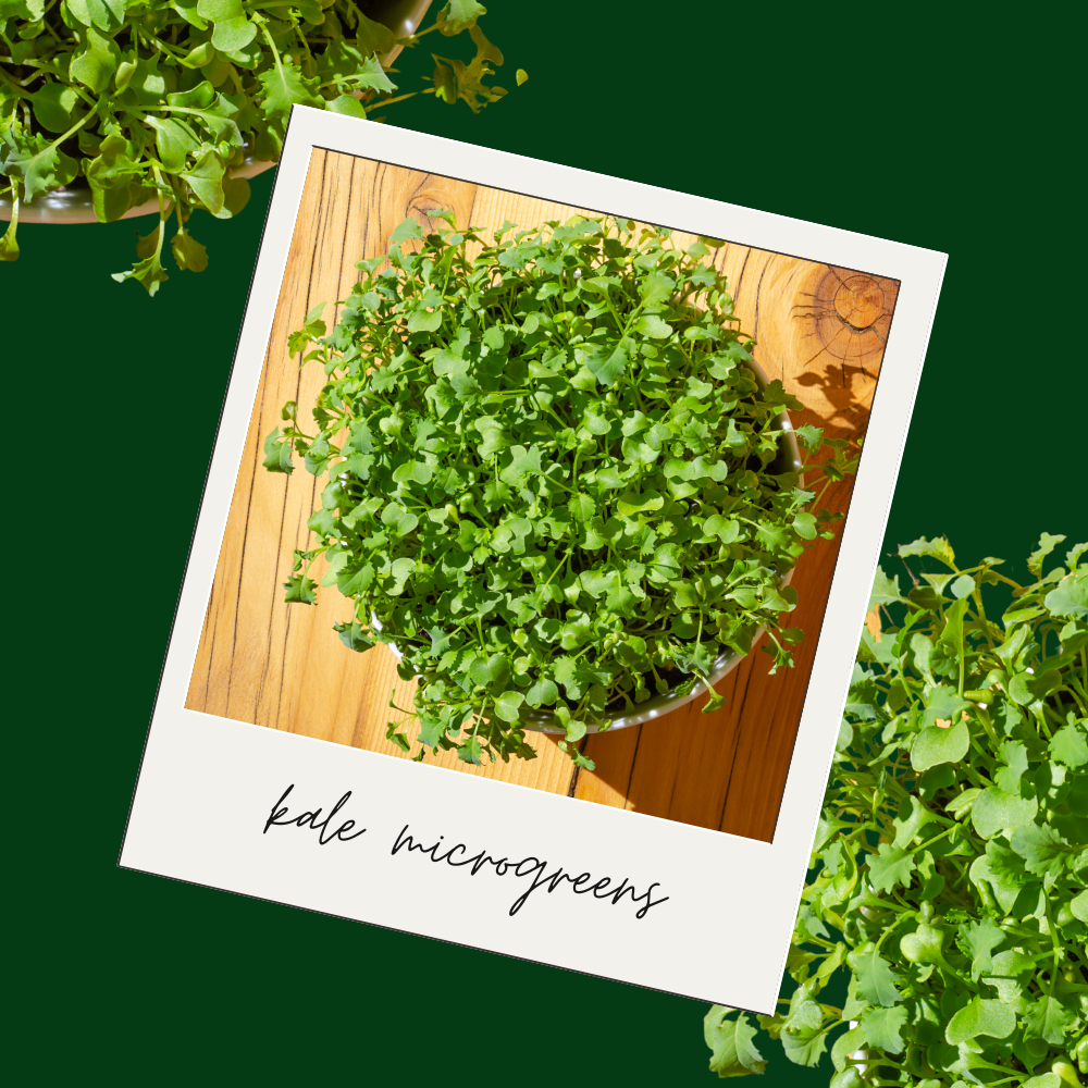 learn all about Kale Microgreens