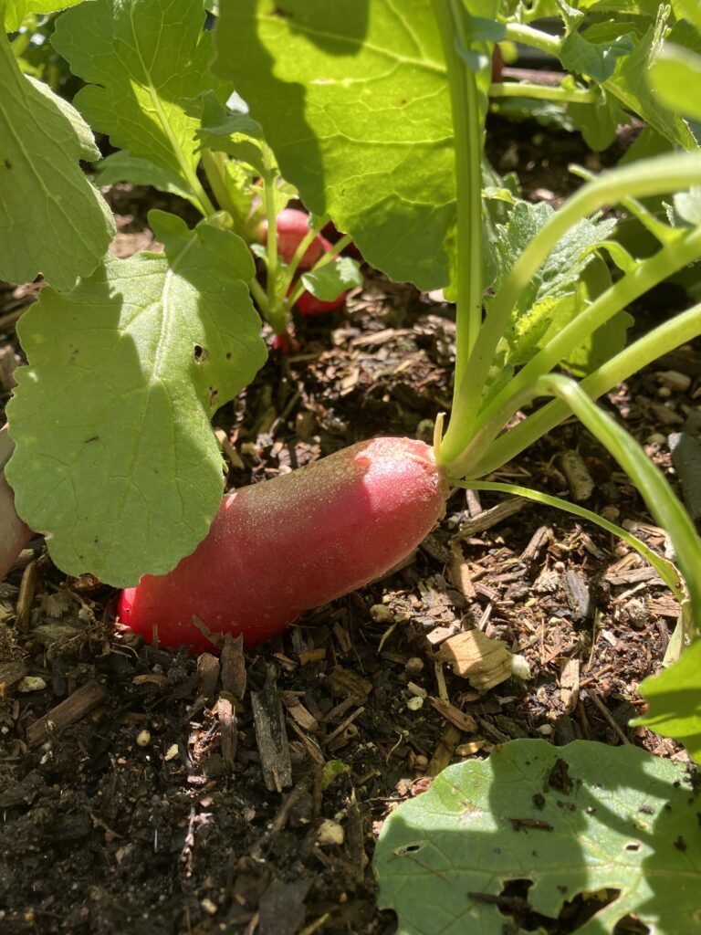 French Breakfast Radish ready for harvesting