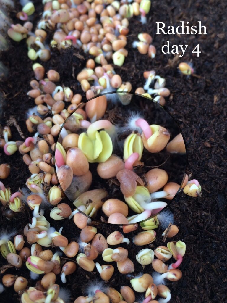 Radish seeds with root hairs showing