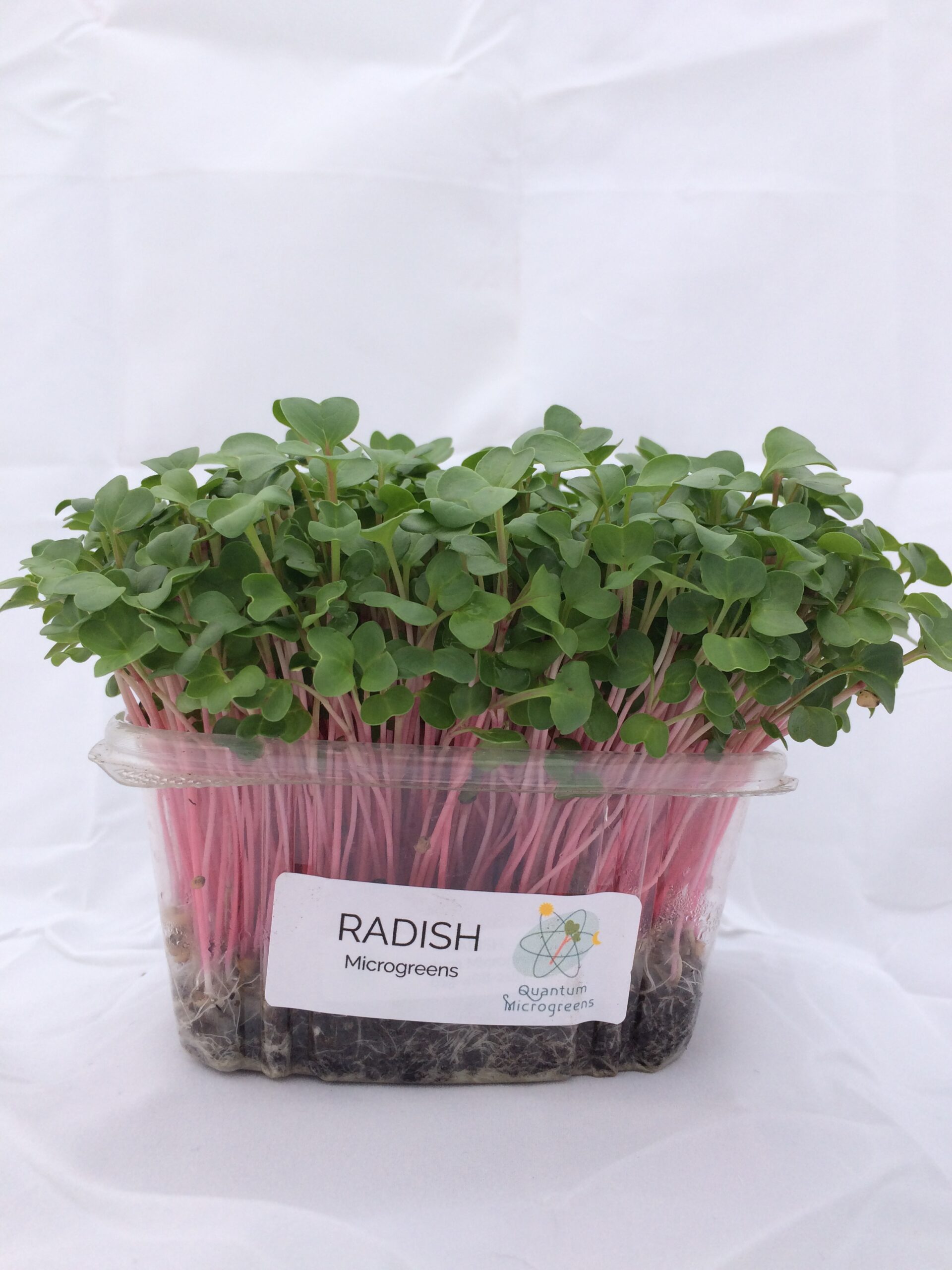Living tray of radish microgreens