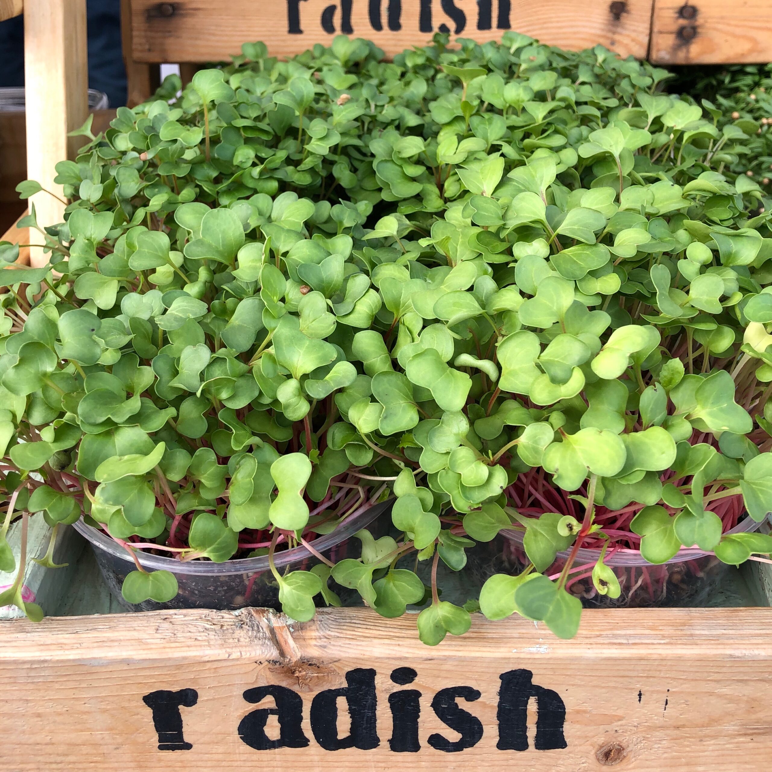 radish microgreens