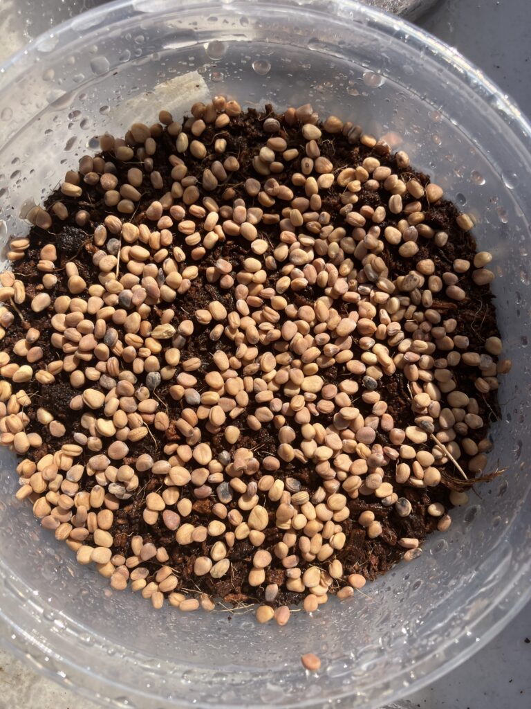 Radish seeds densly seeded on coco coir for growing microgreens