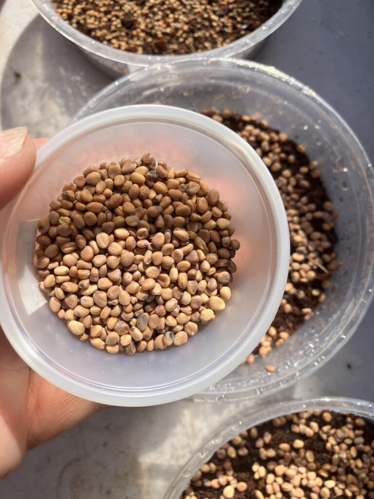 Radish seeds